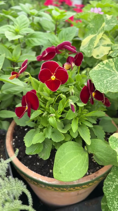 Viola x wittrockiana Inspire® Plus Scarlet F1 | Spring or Autumn Pansy