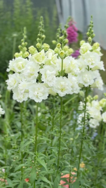 Leijonankita Snapstar White F1 | Group 1,2 | Antirrhinum majus