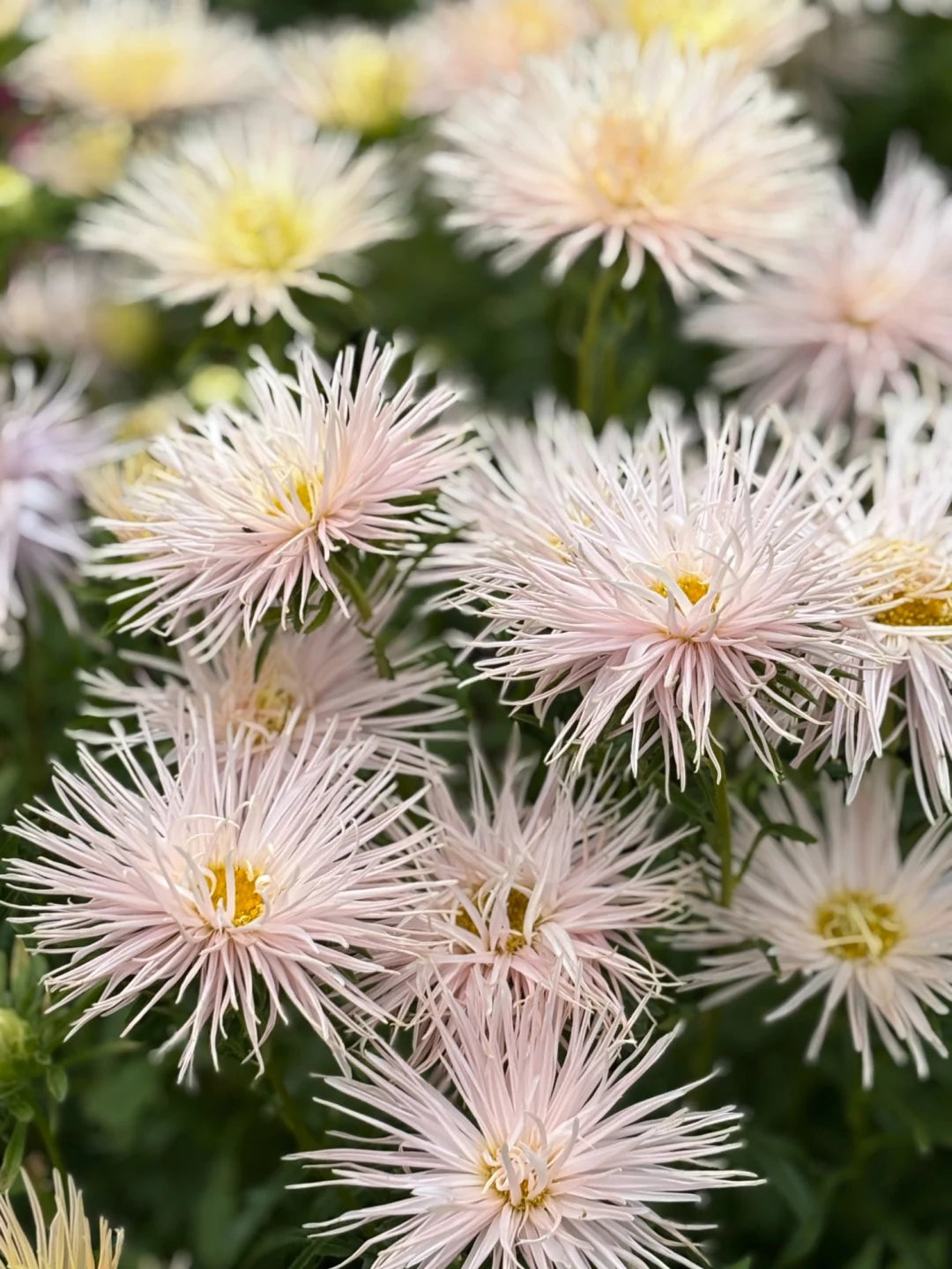 Aster Valkyrie Brünhilde, Chamois therapyofflowers.com