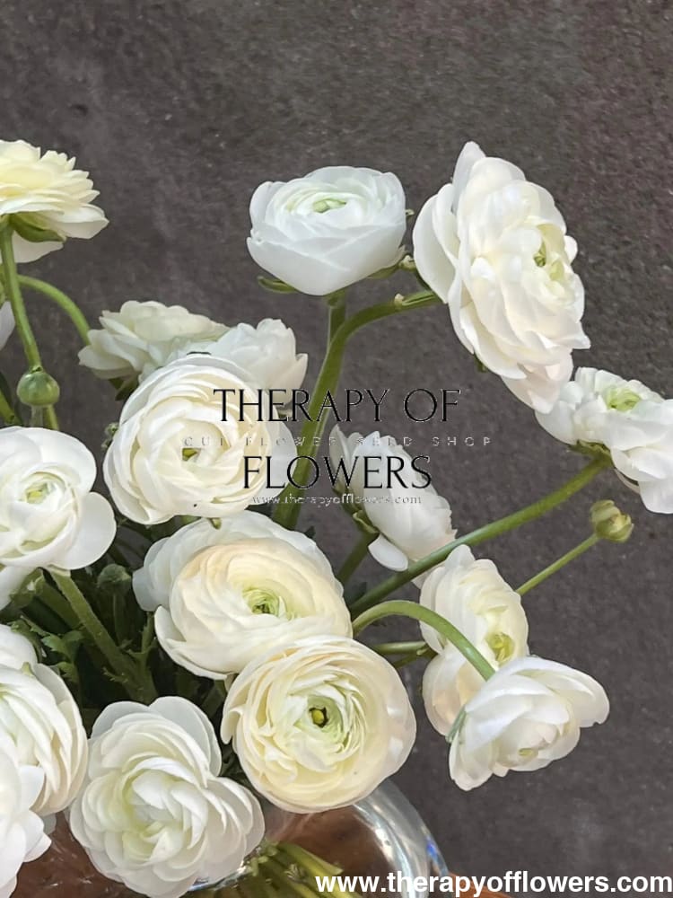 Ranunculus Elegance  BIANCO 