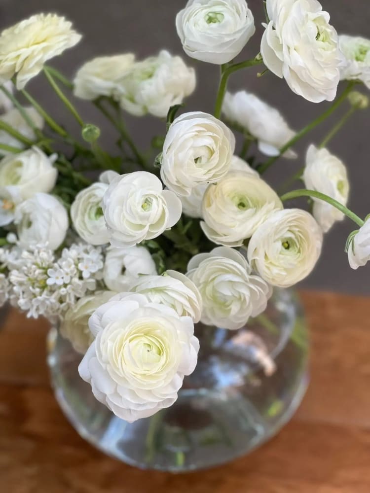 Premium Ranunculus Italian Ranunculus Collection – Elegance® | Premium Ranunculus Corms ...