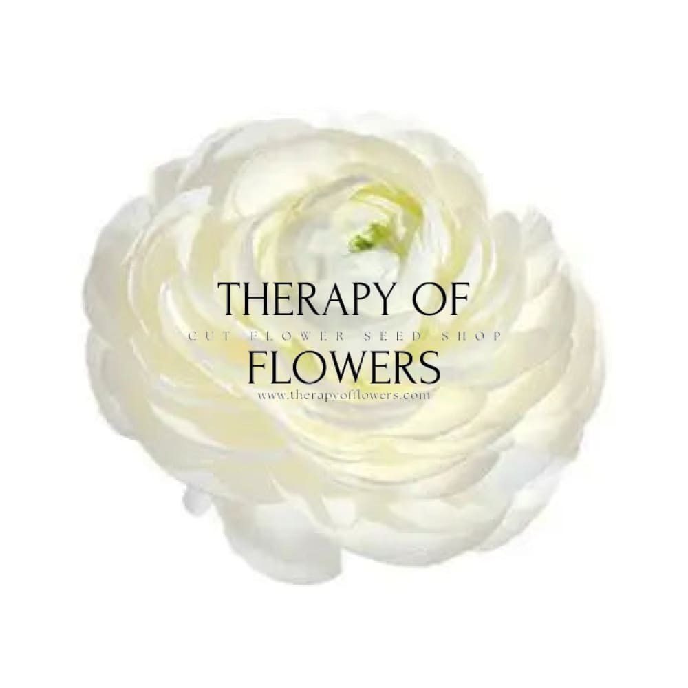 Ranunculus Elegance®  BIANCO 1.