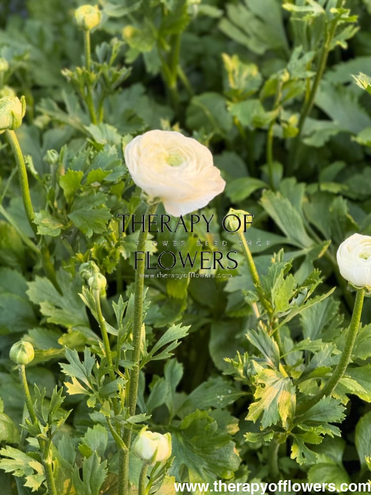 Ranunculus Elegance® BIANCO 2 | Persian Buttercup | Corm size: 2/3 therapyofflowers.com