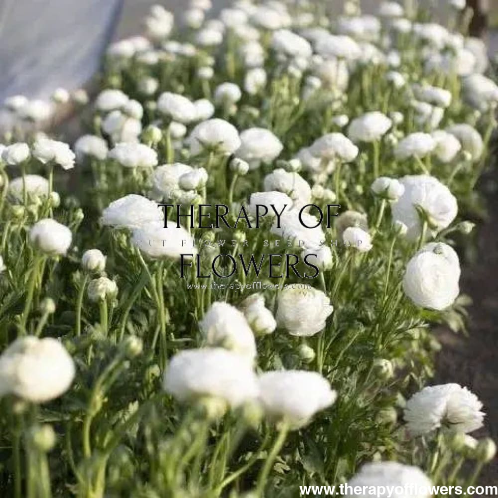 Ranunculus Elegance® BIANCO 2.