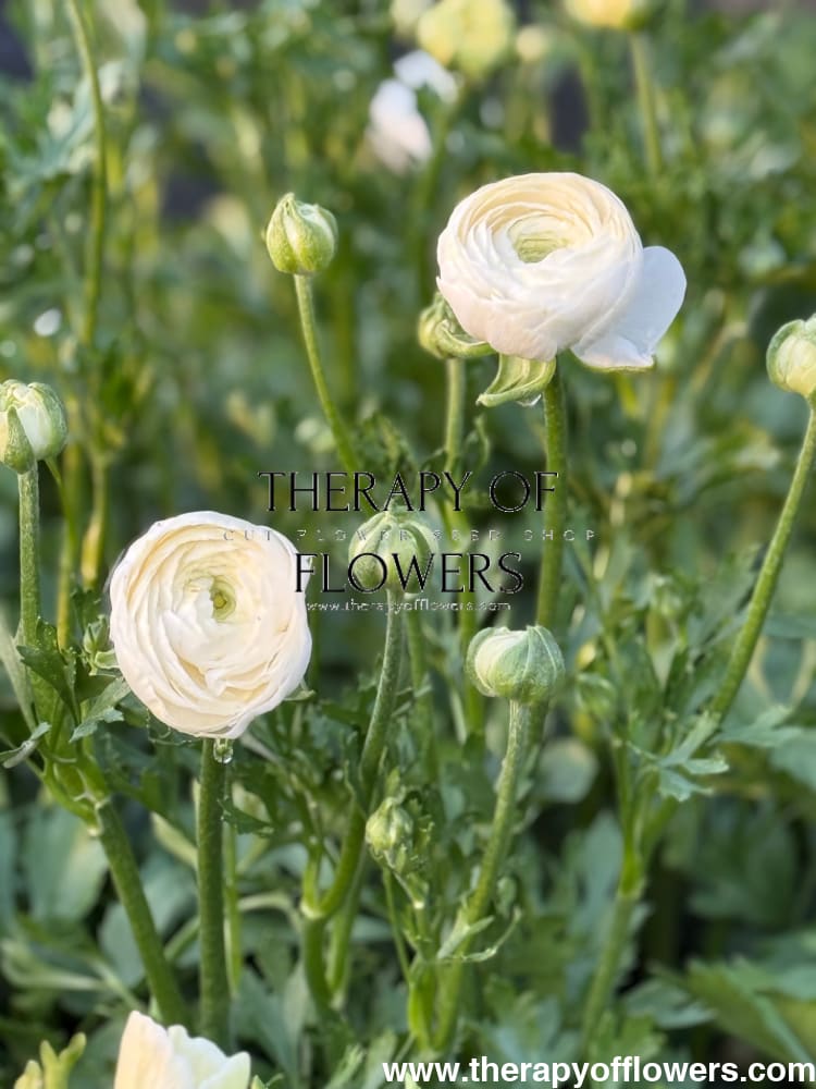 Ranunculus Elegance® BIANCO 2 | Persian Buttercup | Corm size: 2/3 therapyofflowers.com