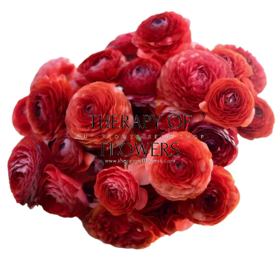 Premium Ranunculus Gorgeous Italian Ranunculus Flowers – therapyofflowers.com