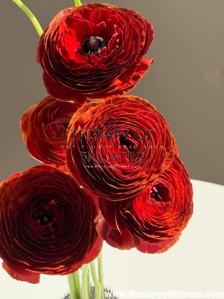 Ranunculus Elegance® CIOCCOLATO | Italian Ranunculus | Corm size: 4/5 therapyofflowers.com