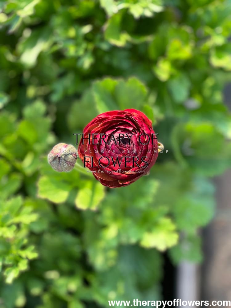 Ranunculus Elegance® CIOCCOLATO therapyofflowers.com