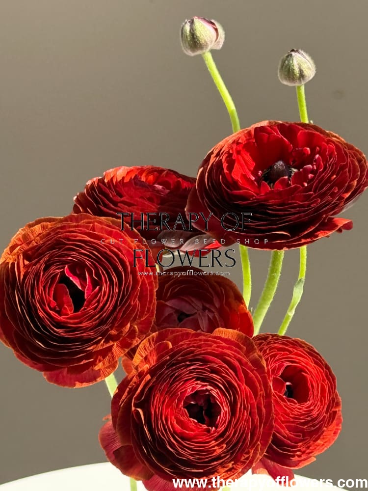 Ranunculus Elegance® CIOCCOLATO | Italian Ranunculus | Corm size: 4/5 therapyofflowers.com