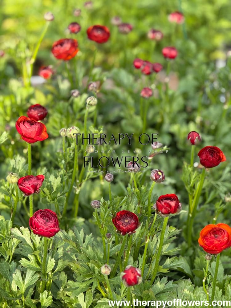 Ranunculus Elegance® CIOCCOLATO therapyofflowers.com