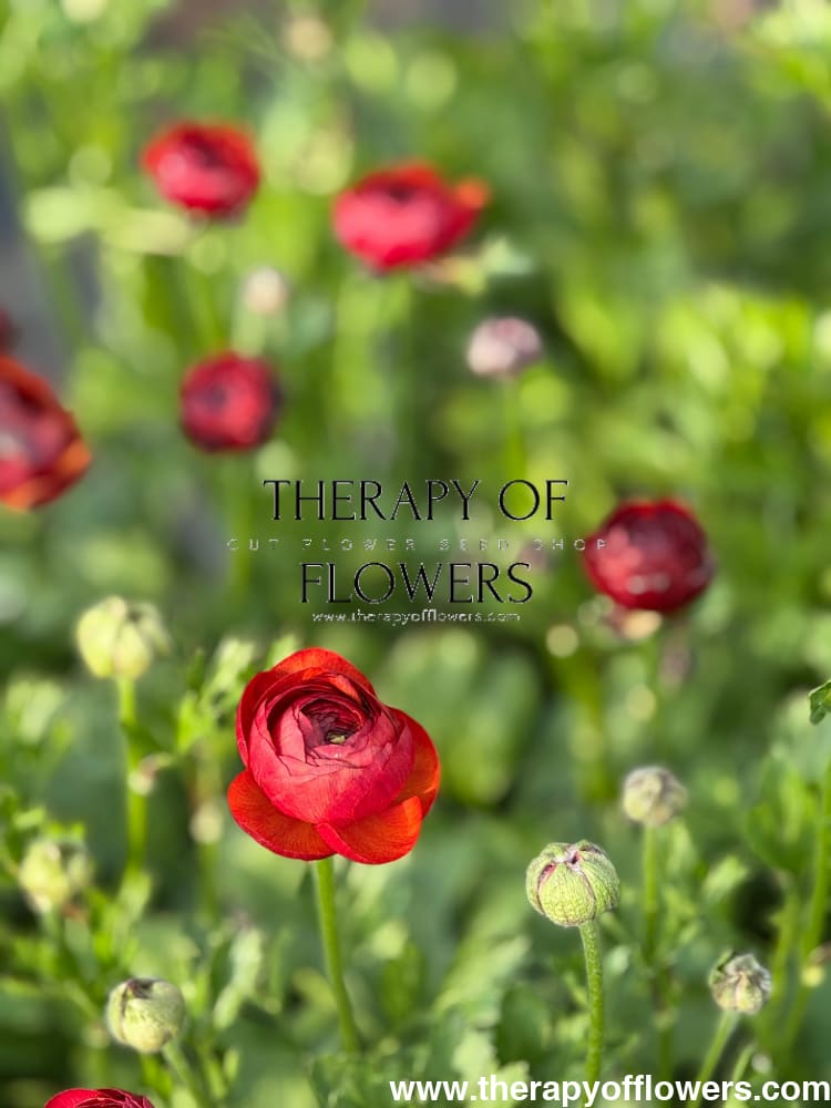 Ranunculus Elegance® CIOCCOLATO therapyofflowers.com