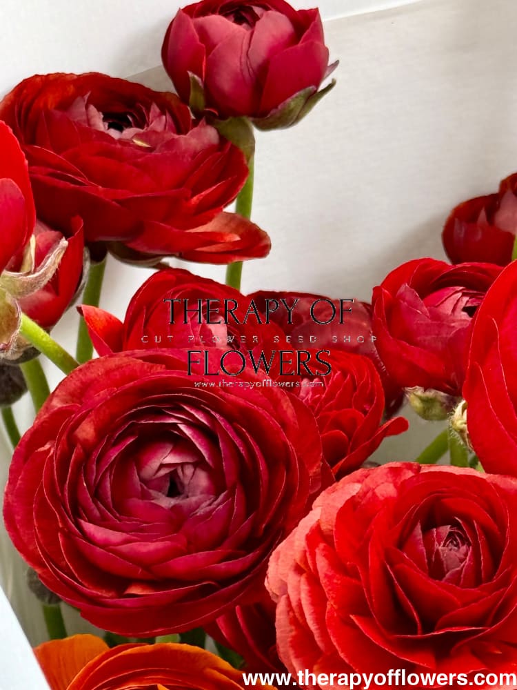 Ranunculus Elegance® CIOCCOLATO therapyofflowers.com