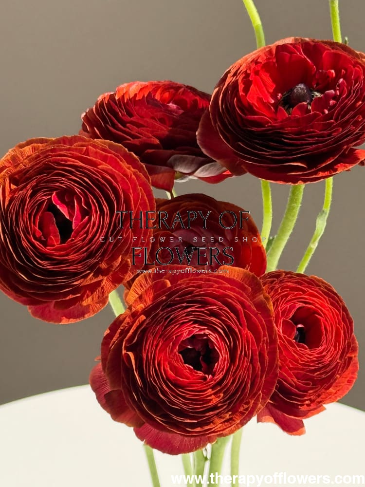 Ranunculus Elegance® CIOCCOLATO | Italian Ranunculus | Corm size: 4/5 therapyofflowers.com