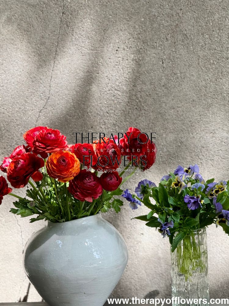 Ranunculus Elegance® CIOCCOLATO therapyofflowers.com