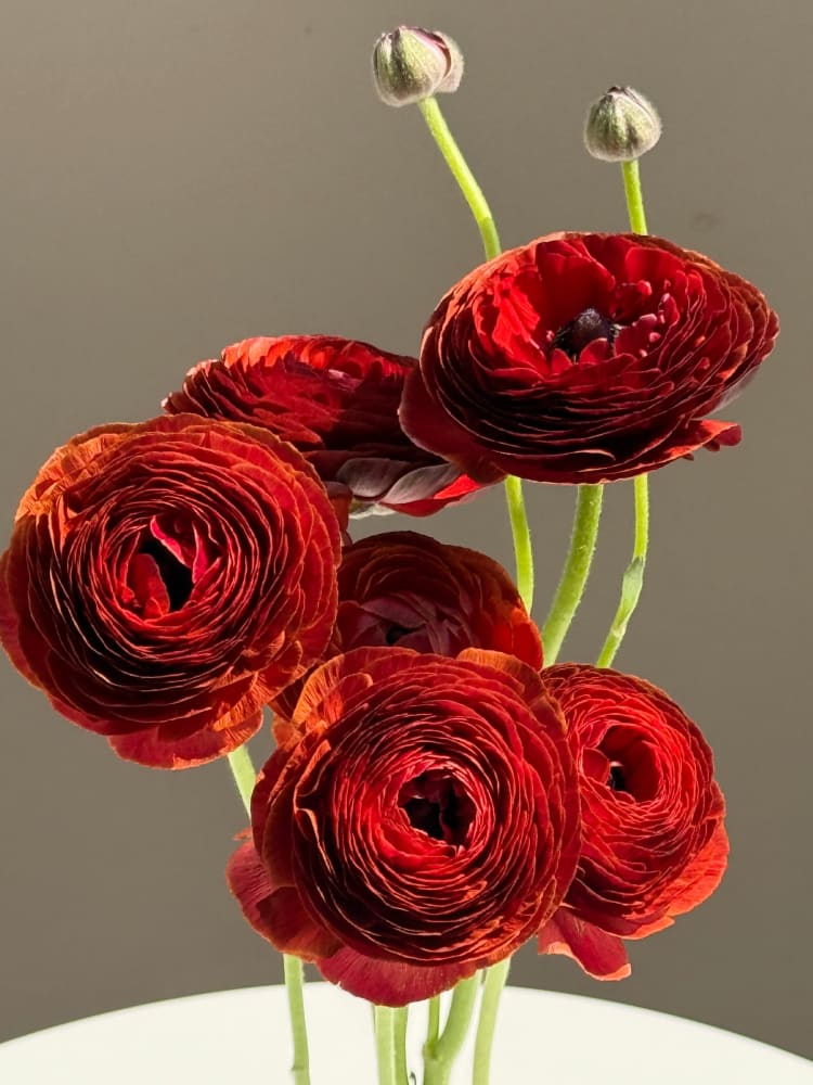 Ranunculus Elegance® CIOCCOLATO | Italian Ranunculus | Corm size: 4/5 therapyofflowers.com
