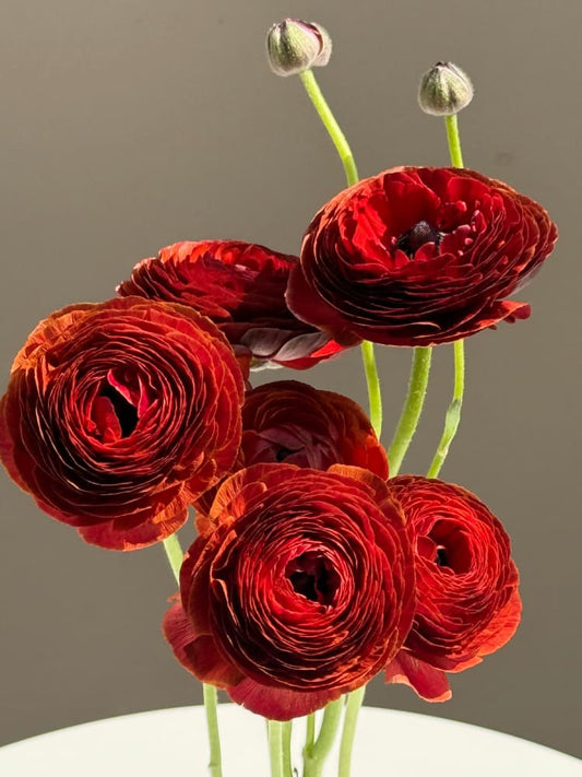 Ranunculus Elegance® CIOCCOLATO | Italian Ranunculus | Corm size: 4/5 therapyofflowers.com