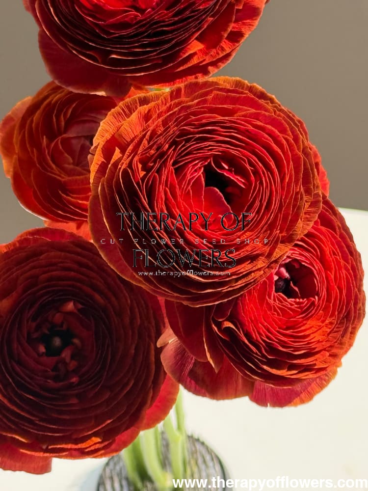 Ranunculus Elegance® CIOCCOLATO | Italian Ranunculus | Corm size: 4/5 therapyofflowers.com
