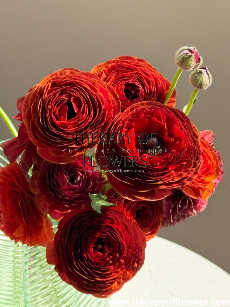 Ranunculus Elegance® CIOCCOLATO | Italian Ranunculus | Corm size: 4/5 therapyofflowers.com