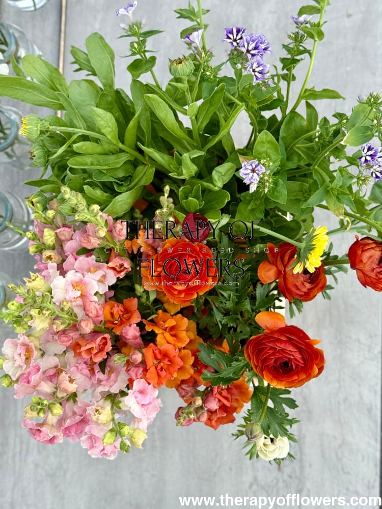 Ranunculus Elegance® CIOCCOLATO | Italian Ranunculus | Corm size: 4/5 therapyofflowers.com