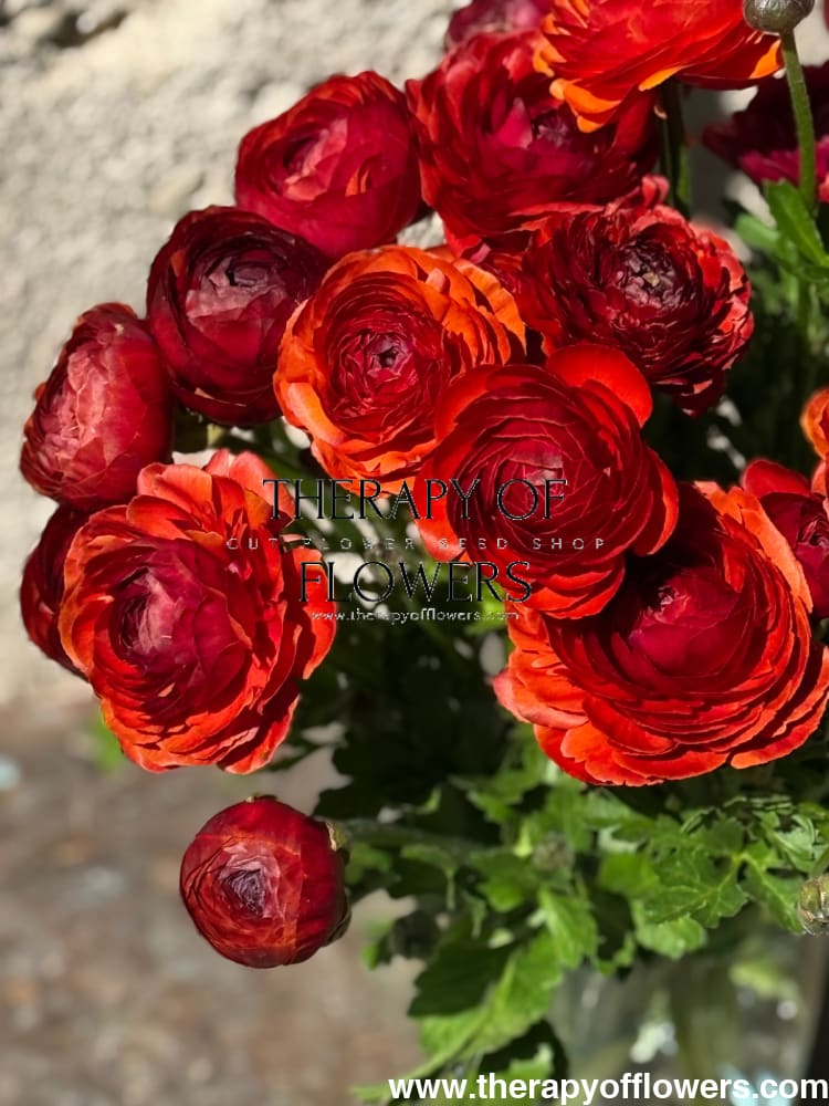 Ranunculus Elegance® CIOCCOLATO therapyofflowers.com