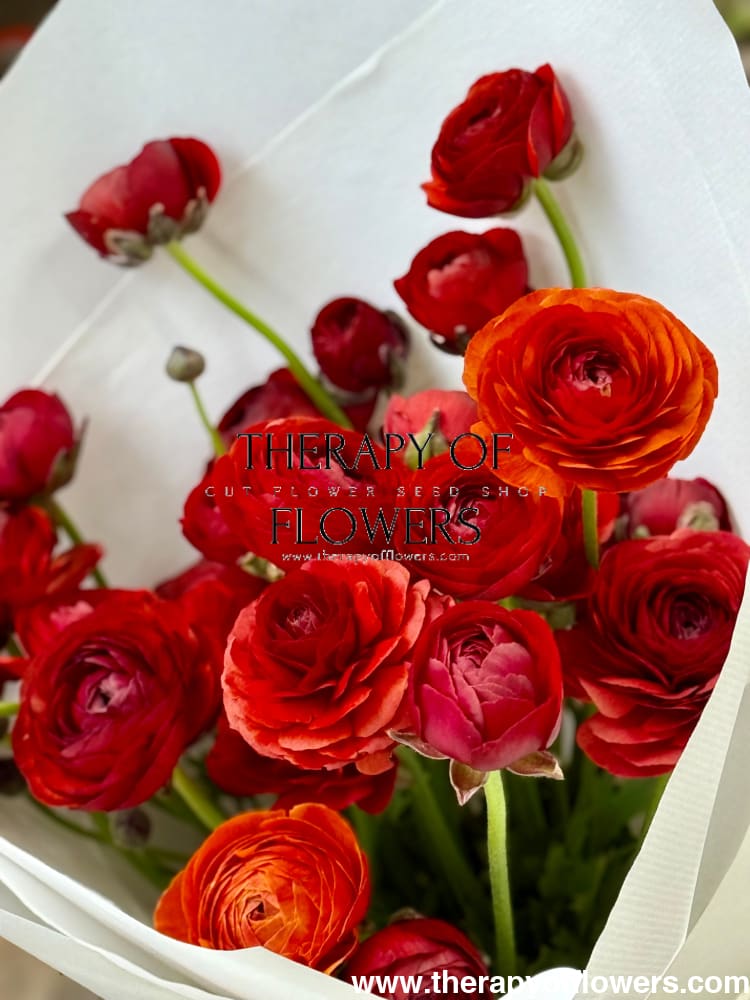 Ranunculus Elegance® CIOCCOLATO therapyofflowers.com