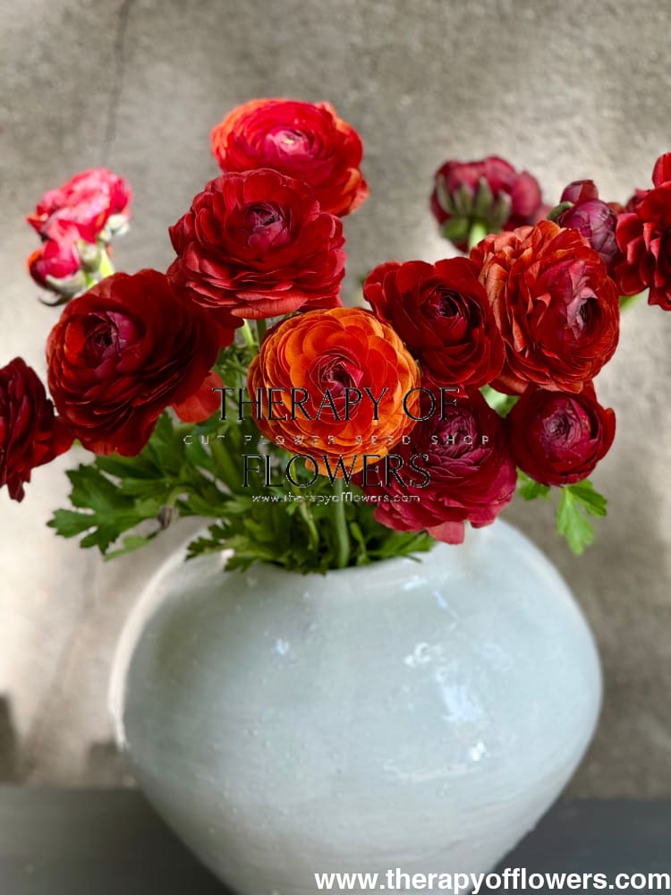 Ranunculus Elegance® CIOCCOLATO therapyofflowers.com