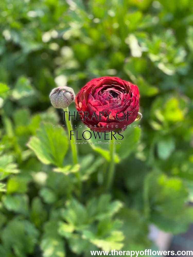 Ranunculus Elegance® CIOCCOLATO therapyofflowers.com