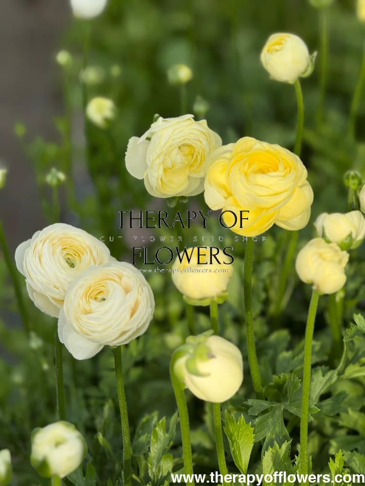 Ranunculus Elegance® CREMA brigt therapyofflowers.com
