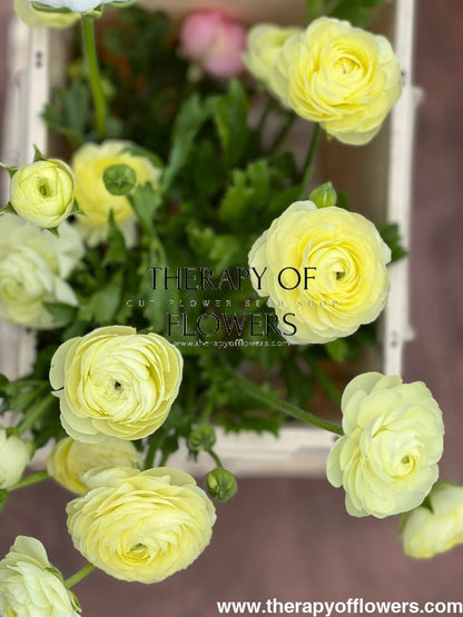 Ranunculus Elegance® CREMA