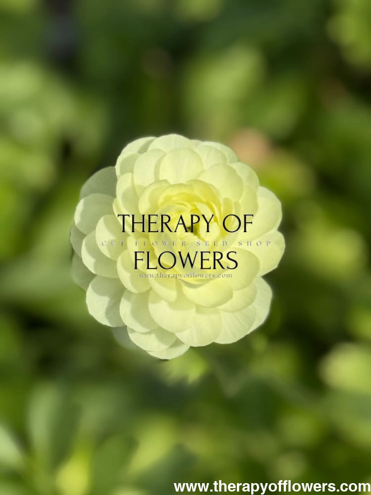 Ranunculus Elegance® CREMA brigt therapyofflowers.com