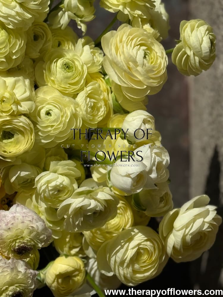 Ranunculus Elegance® CREMA brigt therapyofflowers.com