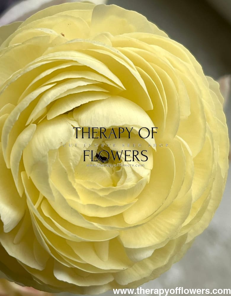 Ranunculus Elegance® CREMA 