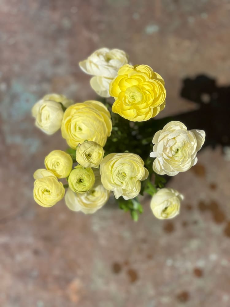 Ranunculus Elegance® CREMA brigt therapyofflowers.com