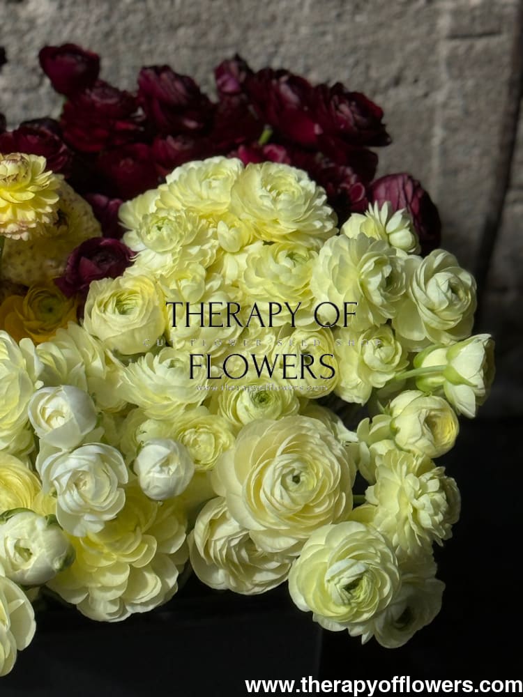 Ranunculus Elegance® CREMA brigt therapyofflowers.com