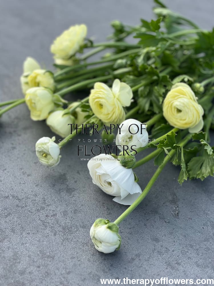 Ranunculus Elegance® CREMA and White