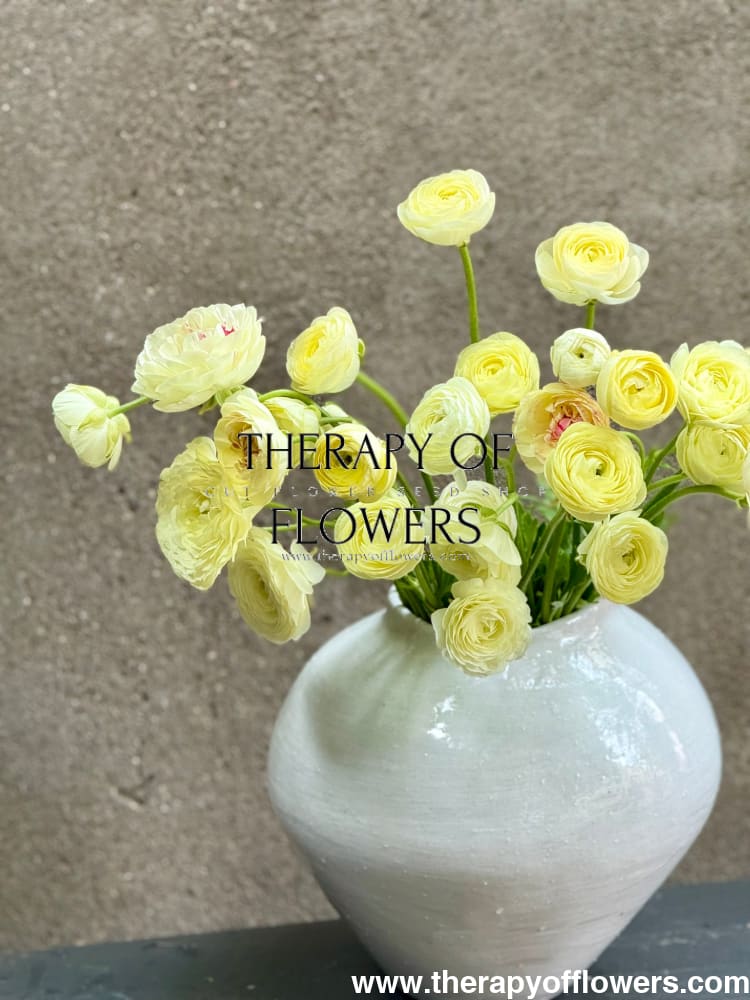 Ranunculus Elegance® CREMA light | Italian Ranunculus | Corm size: 2/3 therapyofflowers.com