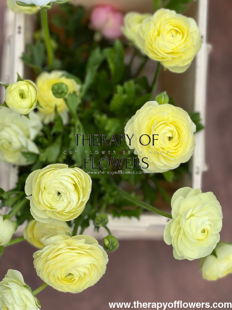 Ranunculus Elegance® CREMA tof