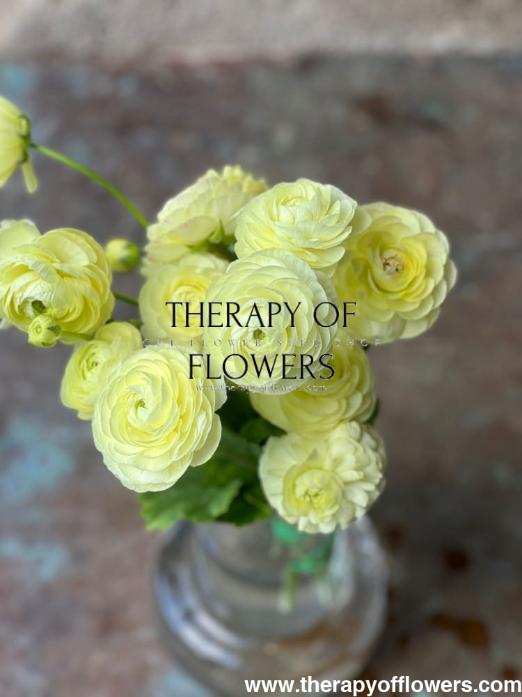 Ranunculus Elegance® CREMA light therapyofflowers.com