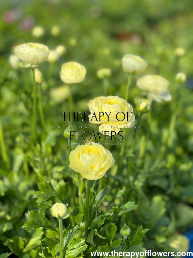 Ranunculus Elegance® CREMA light