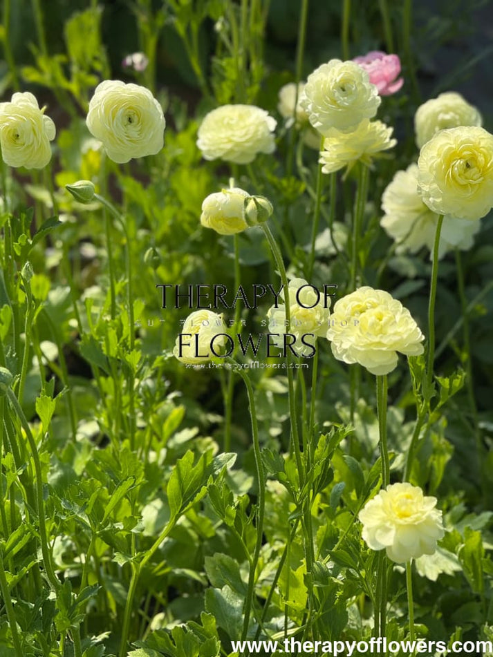 Ranunculus Elegance® Crema - Pack of 10 Corms – therapyofflowers.com