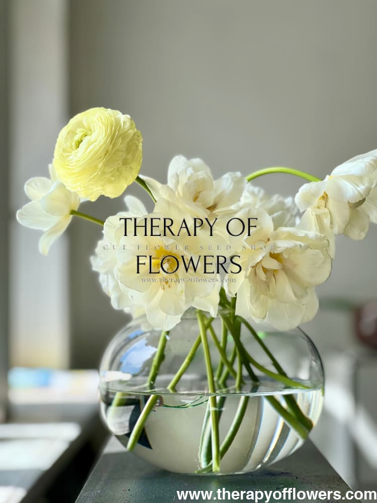 Ranunculus Elegance® CREMA and tulip