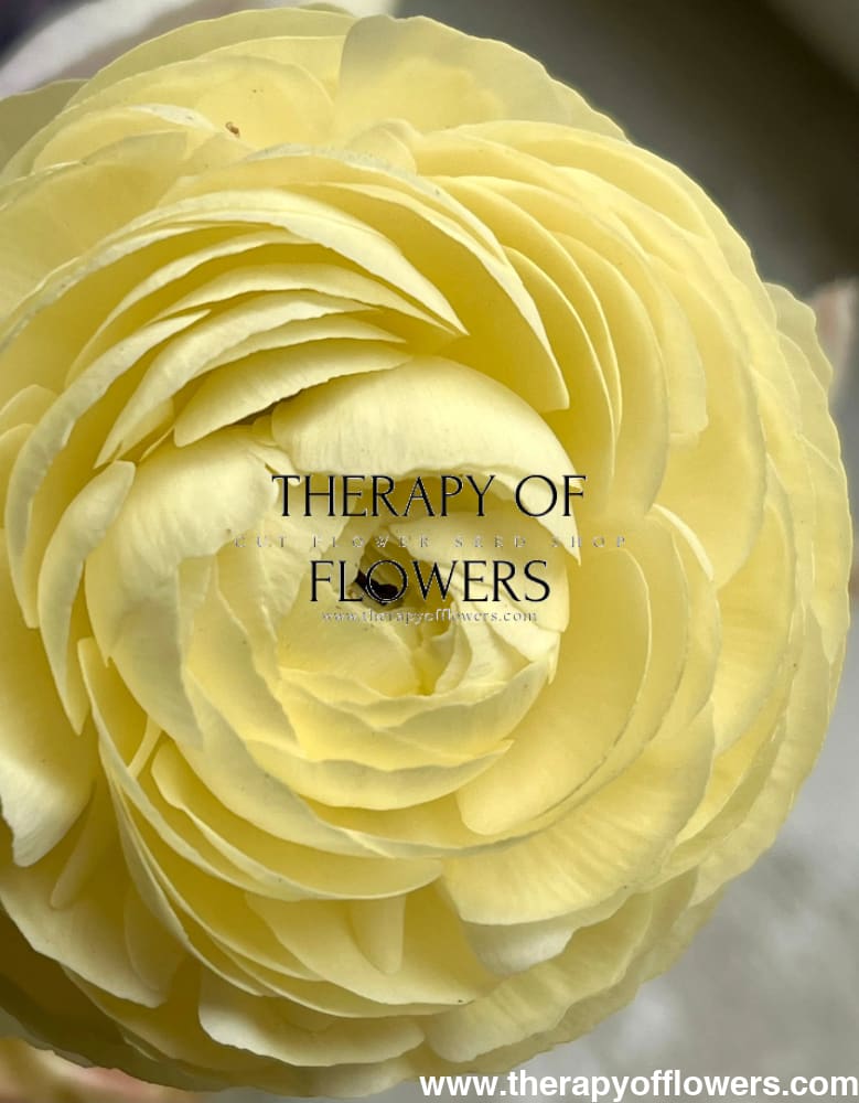 Ranunculus Elegance® CREMA 