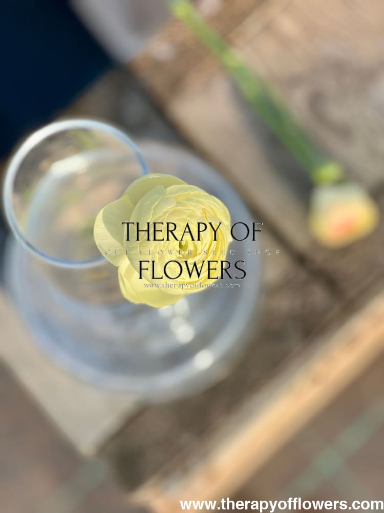 Ranunculus Elegance® CREMA therapy of flowers