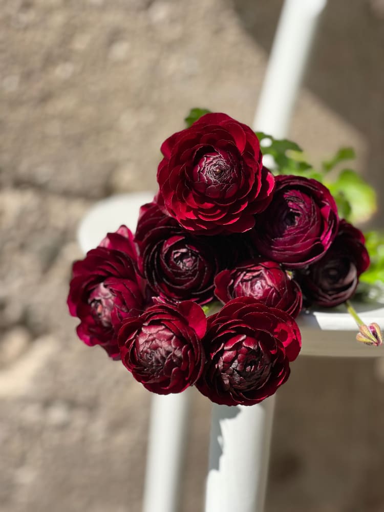 Italian Ranunculus Milka Italian Ranunculus Collection – Premium Elegance® Series Corms ...