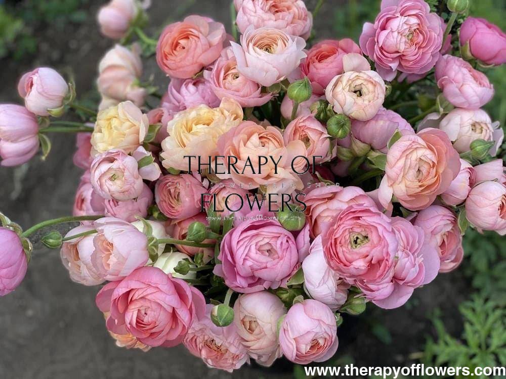 Ranunculus Elegance® PASTELLO 1.