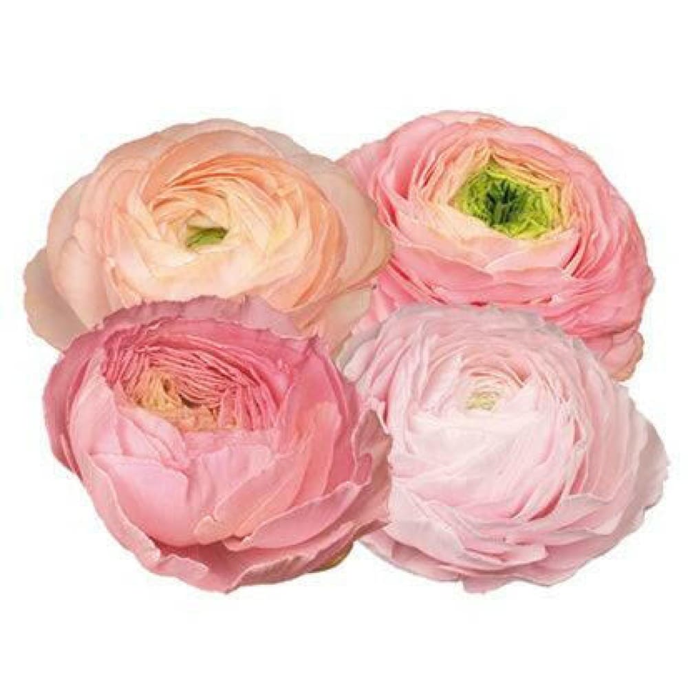 Ranunculus Elegance® PASTELLO 1.