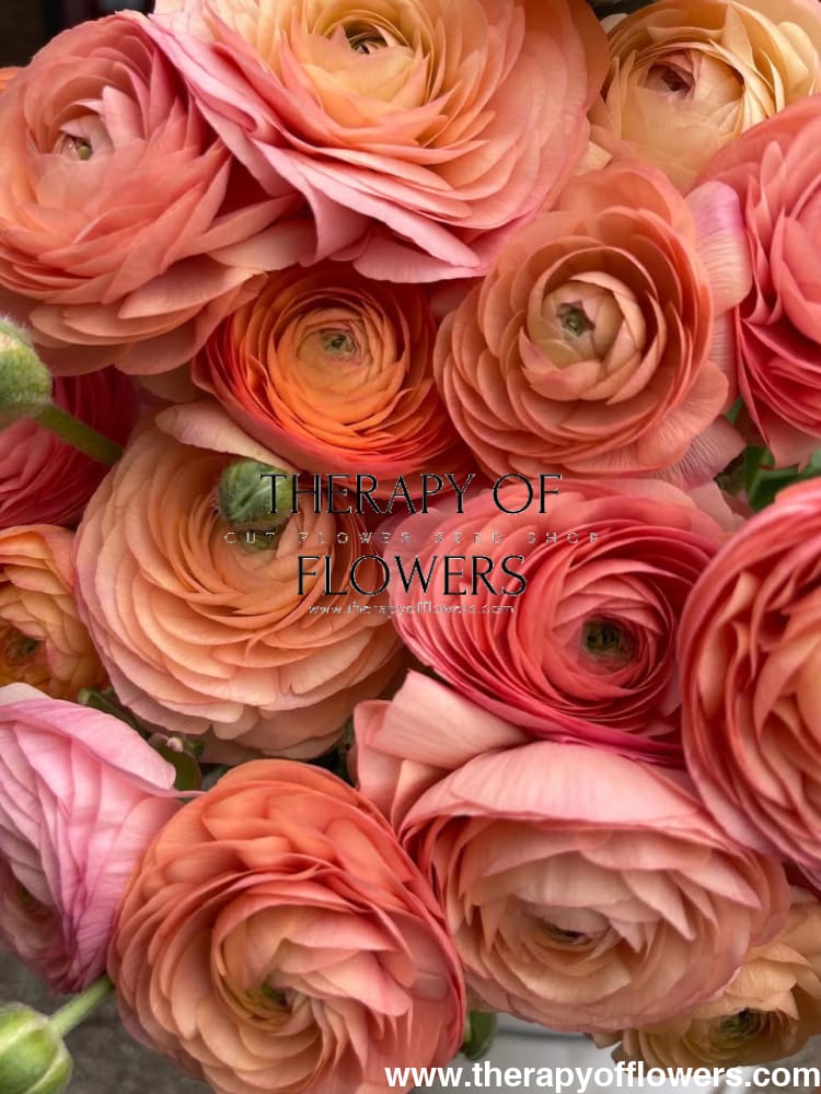 Ranunculus Elegance® PASTELLO.