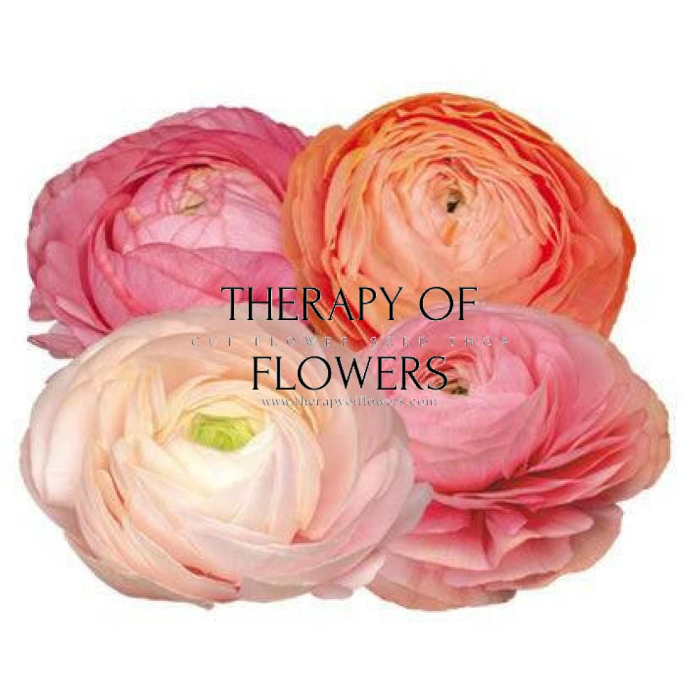 Ranunculus Elegance® PASTELLO.