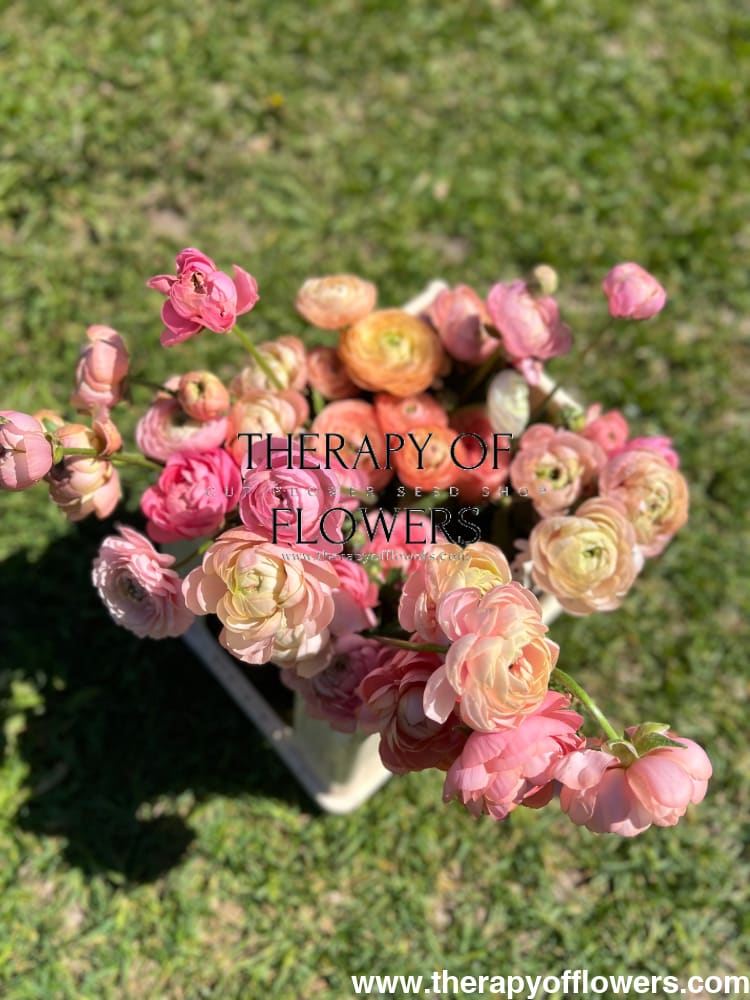 Ranunculus Elegance® PASTELLO.