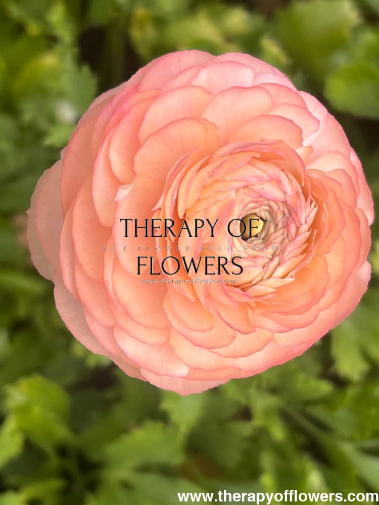 Ranunculus Elegance® PASTELLO therapyofflowers.com
